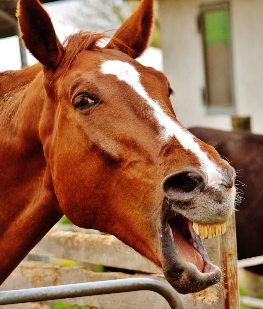 horse laughing